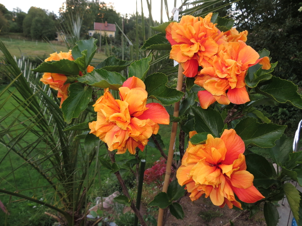 "Hibiskus plockad på Gran Canaria 2010"