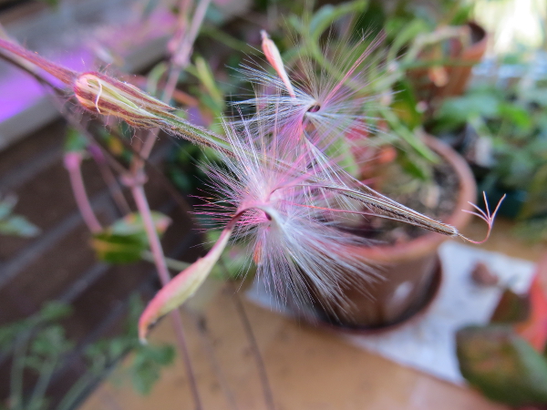 "Egna frön av Vildpelargon"