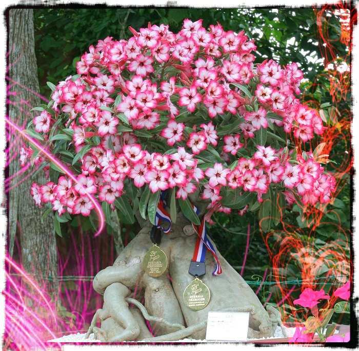 "RCN - Rai Che Ne Pan Dok"