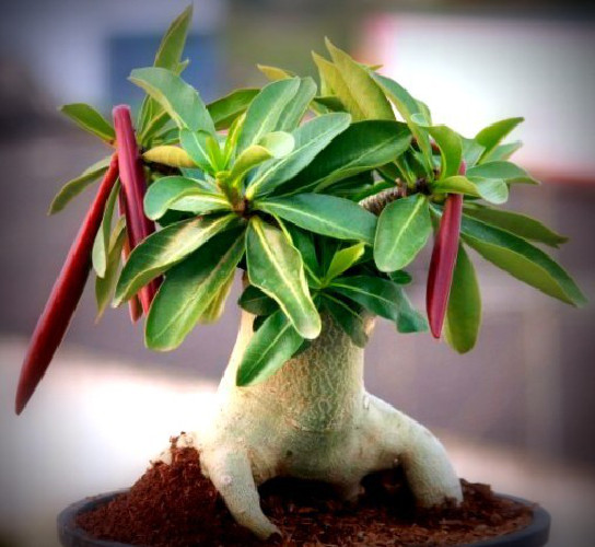 Thai Socotranum Golden Coral