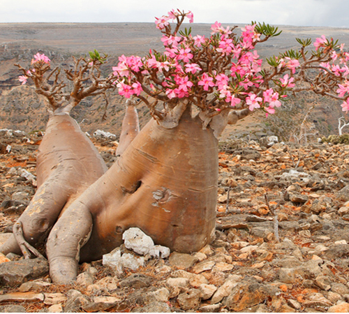 "Multiflorum i naturen"