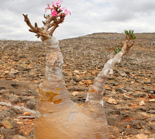 "Multiflorum i naturen"