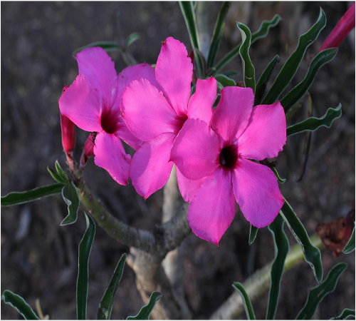 "Swazicum i Kruger Park Sydafrika"